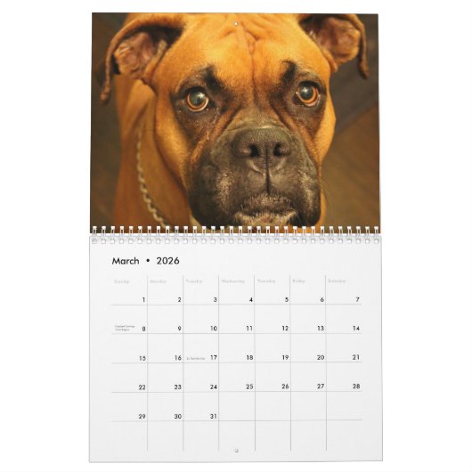 Boxers Dogs 2024 Kalender (Mär 2026)