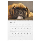 Boxers Dogs 2025 Kalender (Mär 2027)