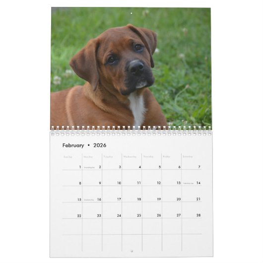Boxers Hund 2020 Kalender (Feb 2026)