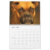 Boxers Hund 2020 Kalender (Mär 2027)