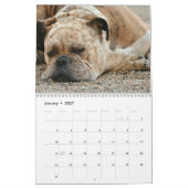 Boxers Hund 2020 Kalender (Jan 2027)