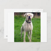 Boxerweiß voll postkarte (Vorne/Hinten)