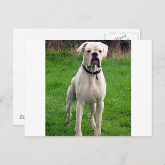 Boxerweiß voll postkarte (Vorne/Hinten)