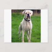 Boxerweiß voll postkarte (Vorderseite)