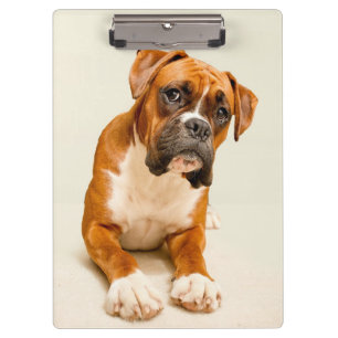 Boxerwelpe auf Elfenbeincremehintergrund Klemmbrett