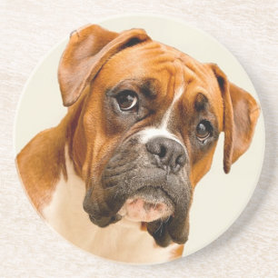 Boxerwelpe auf Elfenbeincremehintergrund Untersetzer