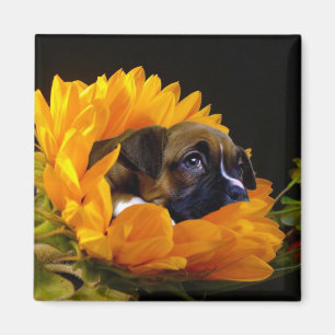 Boxerwelpe im Sonnenblumequadratmagneten Magnet