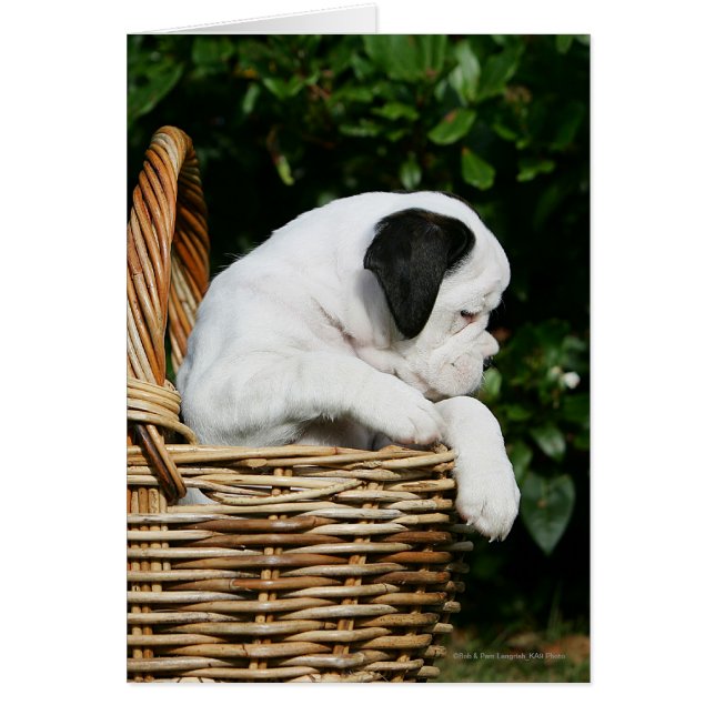 Boxerwelpen im Korb (Vorne)