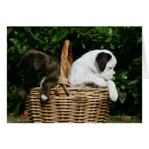 Boxerwelpen im Korb