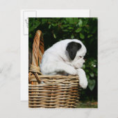 Boxerwelpen im Korb Postkarte (Vorne/Hinten)