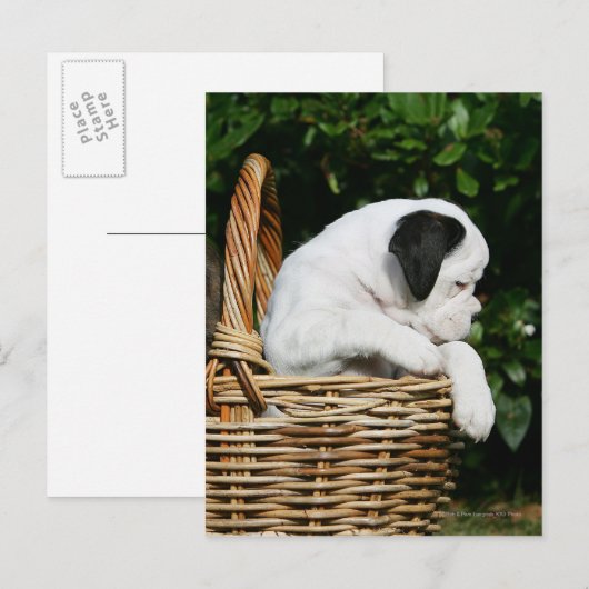 Boxerwelpen im Korb Postkarte (Vorne/Hinten)