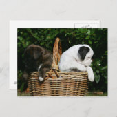 Boxerwelpen im Korb Postkarte (Vorne/Hinten)