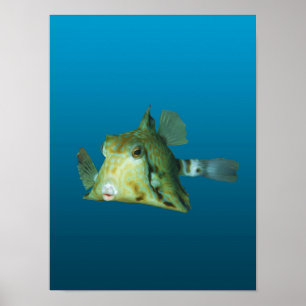 Boxfisch Nahaufnahme! Farbverlauf blauer Hintergru Poster