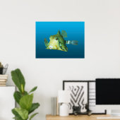 Boxfisch Nahaufnahme! Farbverlauf blauer Hintergru Poster (Heimbüro)