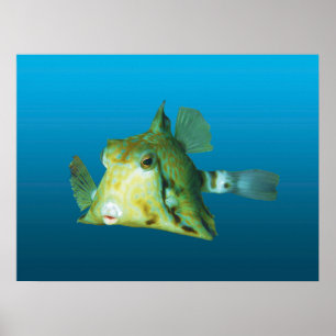 Boxfisch Nahaufnahme! Farbverlauf blauer Hintergru Poster