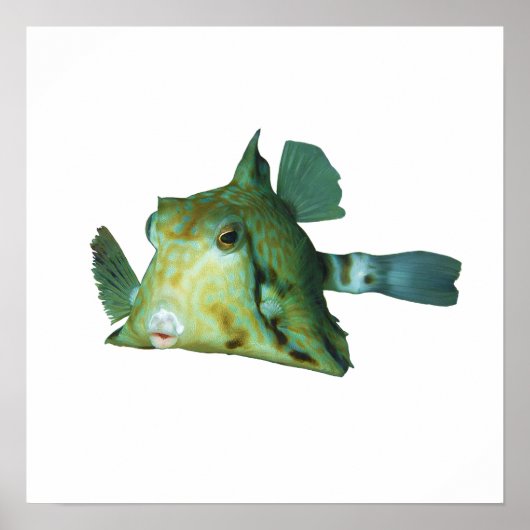 Boxfish - Abstraktes Design - Aus einem Foto schne Poster (Vorne)