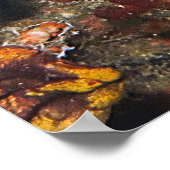 Boxfish Bly Poster (Ecke)