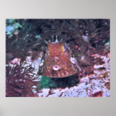 Boxfish in Komodo Poster (Vorne)