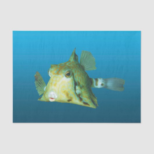 Boxfish Nah-up! Gradient-blauer Hintergrund | Seidenpapier (Vorderseite)
