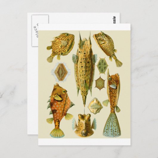 Boxfish oder Cowfish Postkarte (Vorne/Hinten)