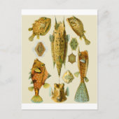 Boxfish oder Cowfish Postkarte (Vorderseite)