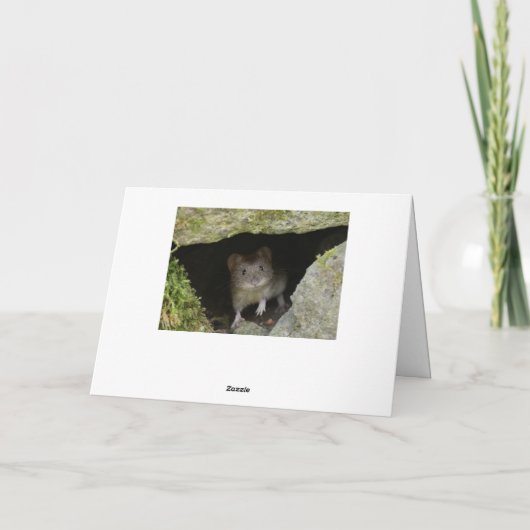 Boxhasen Karte (Rückseite)