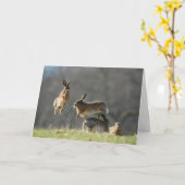 Boxhasen Karte (Gelbe Blume)