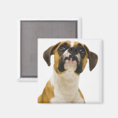 Boxhund sucht nach magnet (Vorderseite/Rückseite)