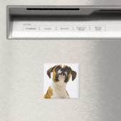 Boxhund sucht nach magnet (In Situ (Geschirrspüler))