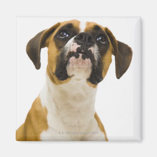Boxhund sucht nach magnet (Vorne)