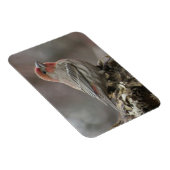 Boy House Finch Magnet (Rechte Seite)