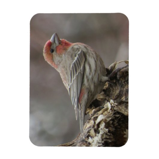 Boy House Finch Magnet (Vertikal)