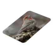 Boy House Finch Magnet (Linke Seite)