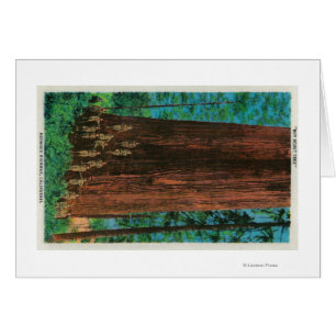 Boy Scout Tree on Redwood HighwayRedwoods, CA