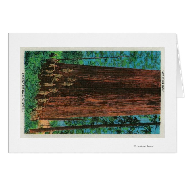 Boy Scout Tree on Redwood HighwayRedwoods, CA (Vorderseite (Horizontal))