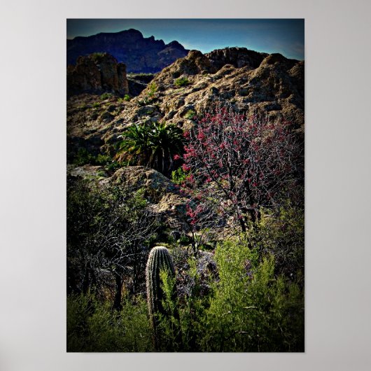 Boyce Thompson Arboretum Poster (Vorne)