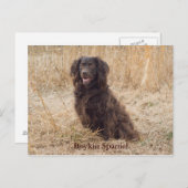 Boykin Spanel Post Card Postkarte (Vorne/Hinten)
