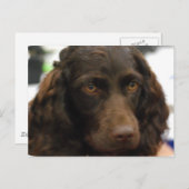 Boykin Spanel Postcard Postkarte (Vorne/Hinten)