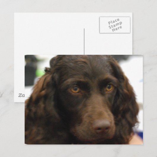 Boykin Spanel Postcard Postkarte (Vorne/Hinten)