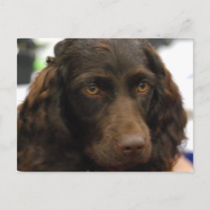Boykin Spanel Postcard Postkarte