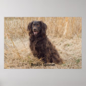 Boykin Spanel Poster (Vorne)