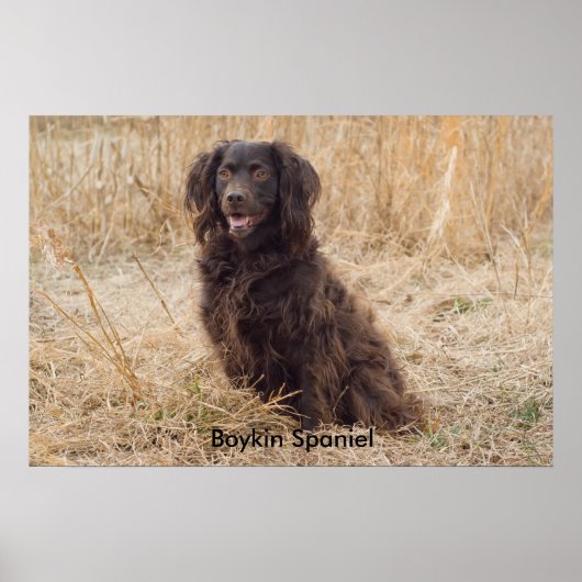Boykin Spanel Poster (Vorne)