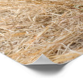 Boykin Spanel Poster (Ecke)