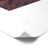 Boykin Spanel Poster (Ecke)