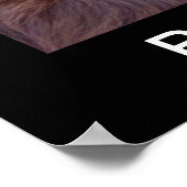 Boykin Spanel Poster (Ecke)