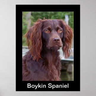 Boykin Spanel Poster