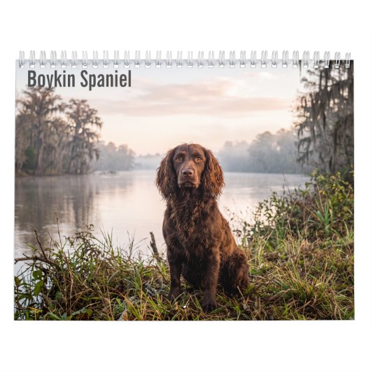 Boykin Spaniel 2027 Wandkalender (Titelbild)