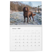 Boykin Spaniel 2027 Wandkalender (Jan 2027)