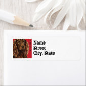 Boykin Spaniel Farbblock (Insitu)