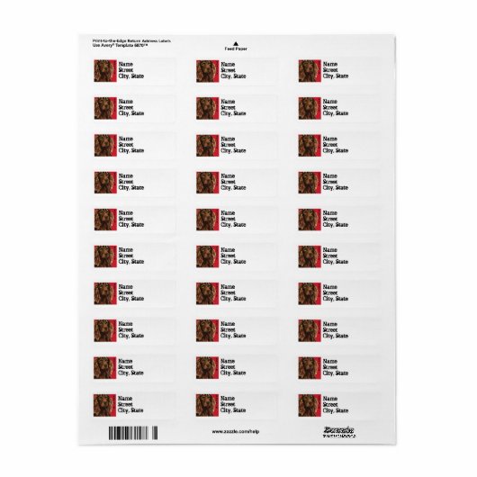 Boykin Spaniel Farbblock (Vorne)